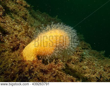 A Close-up Picture Of The Soft Coral Dead Mans Fingers Or Alcyonium Digitatum. Picture From The Weat