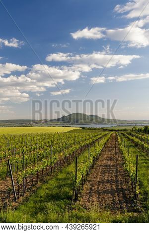 Spring vineyards under Palava near Sonberk, South Moravia, Czech Republic