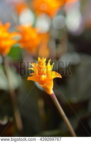 Eternal Flame Plant Orange Flower - Latin Name - Calathea Crocata