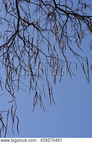 Common Catalpa Seed Pods On Bare Branches - Latin Name - Catalpa Bignonioides