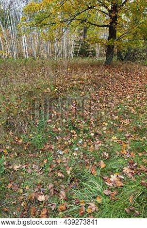 Autumn Is Mostly On The Ground And Under A Maple Tree, Next To A Roadside Swale, Door County, Wiscon