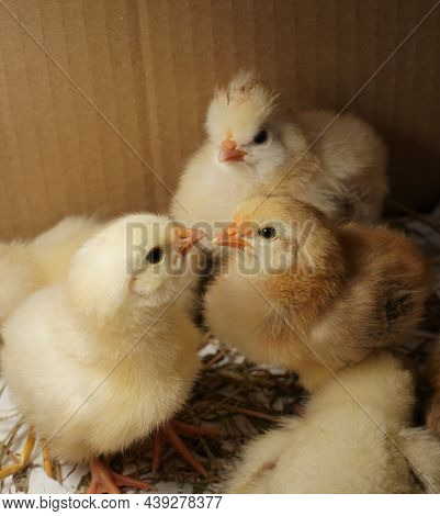 Little Beautiful Chickens Sit In A Cardboard Box Under A Bright Light.