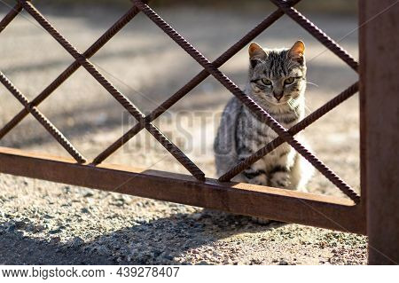 Homeless Beautiful Cat Sits Alone Behind Bars, Waiting For New Owners.