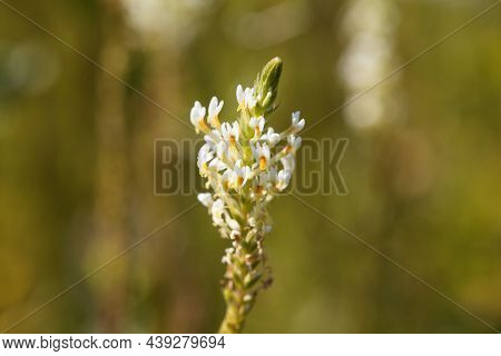 Flowers Of The Plant Hebenstretia Dentata