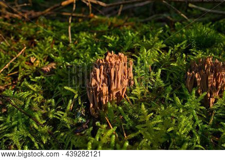 Coral Mushroom Called Ramaria Formosa Close-up, Beautiful Forest Background