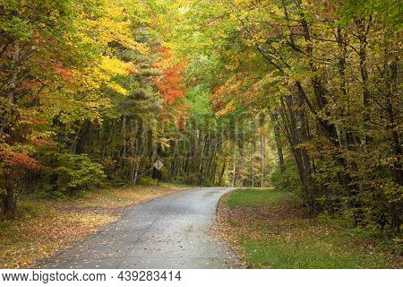 Curving Road Among Trees In Autumn Color In Northern Minnesota