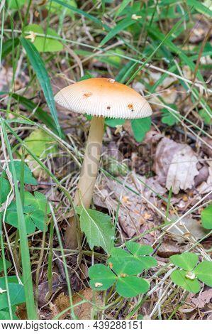 Amanita Fulva, Commonly Called The Tawny Grisette Or The Orange-brown Ringless Amanita.