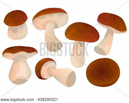 Vector Set With A Wild White Isolated Tubular Mushrooms And A Red, Brown Hat In Different Positions 