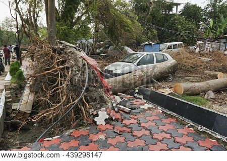 Howrah, West Bengal, India - 31st May 2020 : Super Cyclone Amphan Uprooted Tree And The Force Raised