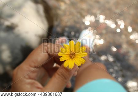 Flower In The Hand. Hand Of Person Holding Tiny Little Yellow Daisy Flower On A Soft Blurry White Wa