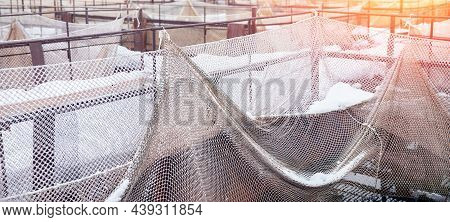 Fish Farm For Breeding For Sturgeon Fry In Net Cages. Concept Aquaculture Pisciculture