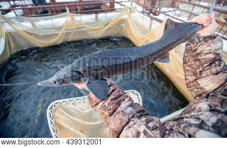 Fish Farm, Big Sturgeon In Hand Fisherman. Concept Aquaculture Pisciculture