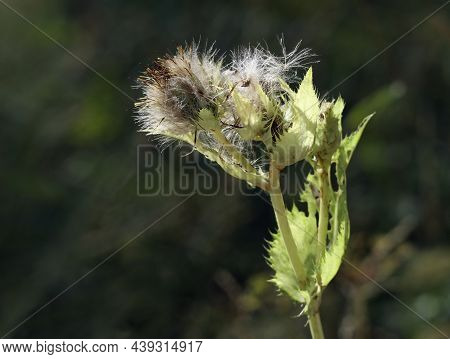 Overblown Cabbage Thistles White Fluffy Seeds Against A Dark Green Background. Selective And Soft Fo