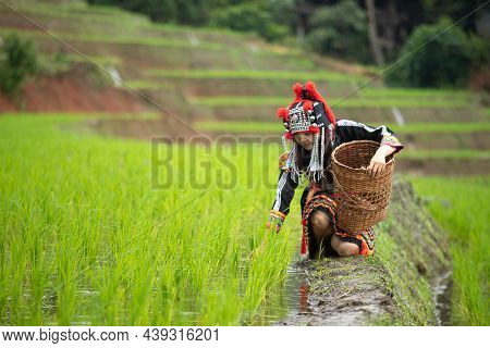 Hmong Tribal Woman In Black Native Dress Sitting Holding Wooden Basket Checking Rice Sprouts On Ridg