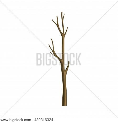 Bare Tree Branch Or Twigs With Naked Stem And Snag Vector Illustration