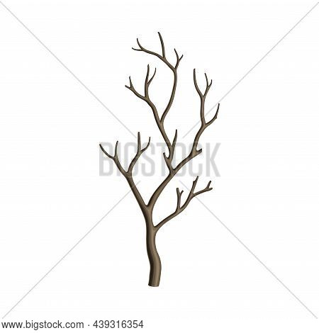 Bare Tree Branch Or Twigs With Naked Stem And Snag Vector Illustration