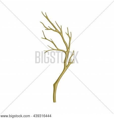 Bare Tree Branch Or Twigs With Naked Stem And Snag Vector Illustration
