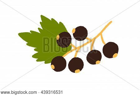 Blackcurrant Growing On Branch With Leaf. Fresh Black Currant. Garden Berries On Sprig. Ripe Cassis 