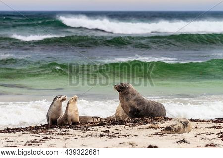 Sea Lions Reasting On The Beach At Seal Bay, Kangaroo Island, South Australia
