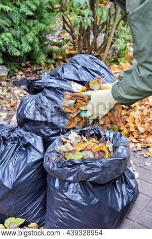 Gardener Hands Putting Autumn Leaves In A Plastic Bag During Autumn Garden Cleaning. Using The Leave