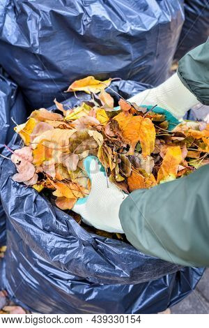 Clearing Autumn Leaves And Putting Them In Plastic Bag To Good Use. Using The Leaves As Organic Mate