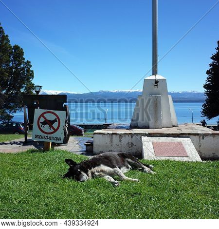 San Carlos de Bariloche, Argentina - 11 January, 2019: Stray dog sleeping on green lawn next to No dogs sign, Dogs prohibited, curiosities of life, funny photo