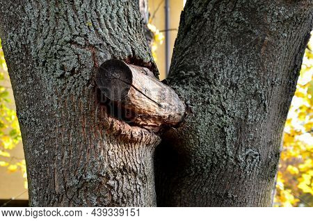 Double Maple Trunk With Overgrown Branches In The Bark. Early Intervention By The Arborist Will Prev