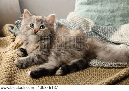 Cute Kitten On Knitted Blanket. Baby Animal