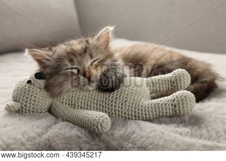 Cute Kitten Sleeping With Toy On Fuzzy Grey Blanket