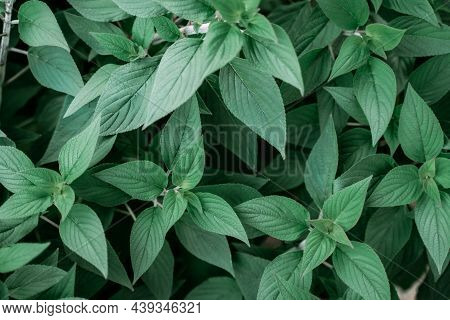 Pineapple Sage Leaves Salvia Elegans Geometric Natural Backgrouns Texture