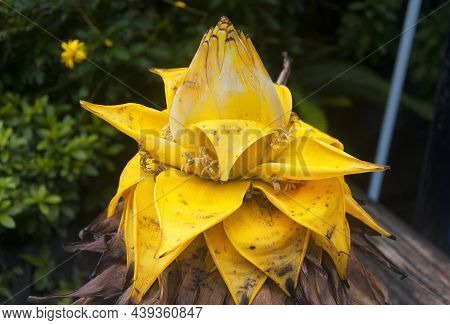 Musella Lasiocarpa Is An Ornamental Banana That Is Commonly Called Chinese Dwarf Banana Or Golden Lo