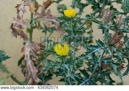 Closeup Of Satyanashi , The Mexican Prickly Poppy Plant With Yellow Flowers