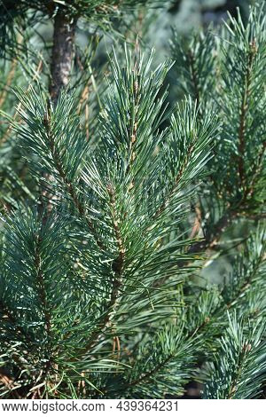 Scots Pine Glauca Branches - Latin Name - Pinus Sylvestris Glauca