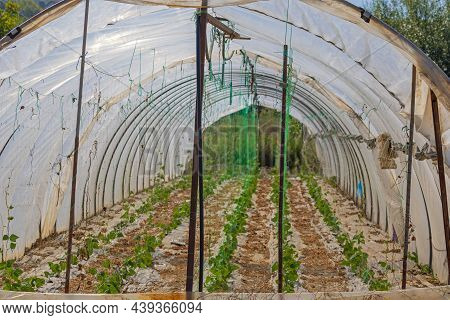 Greenhouse Interior Poly Tunnel Vegetables Farm Agriculture