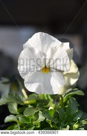 Garden Pansy Flower - Latin Name - Viola X Wittrockiana