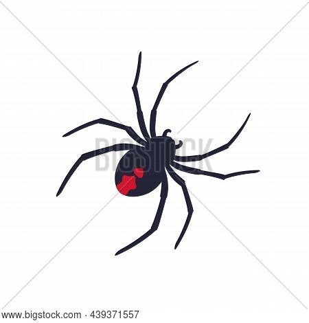 Red Back Spider On White, Vector Art