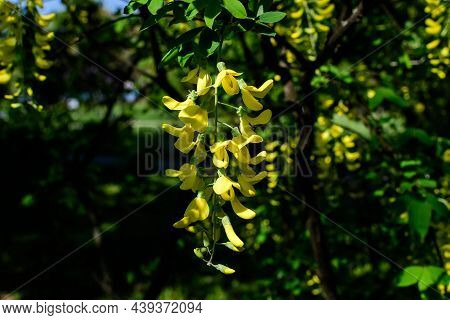Tree With Yellow Flowers And Buds Of Laburnum Anagyroides, The Common Laburnum, Golden Chain Or Gold