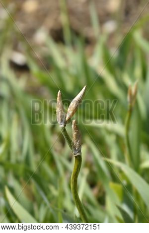 Illyrian Iris Flower Buds - Latin Name - Iris Illyrica