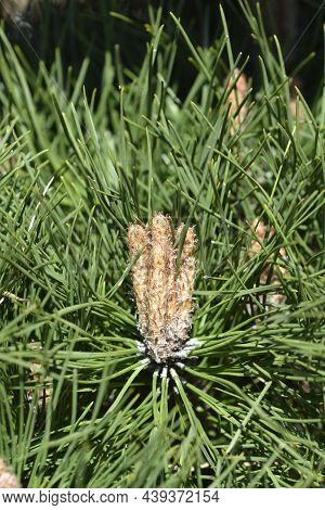 Dwarf Black Pine Pierrick Bregeon - Latin Name - Pinus  Nigraa Pierrick Bregeon