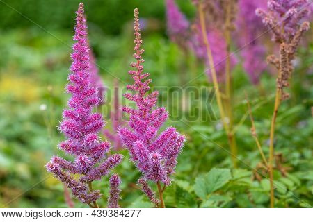 False Goatsbeard (astilbe Arendsii) Flowers