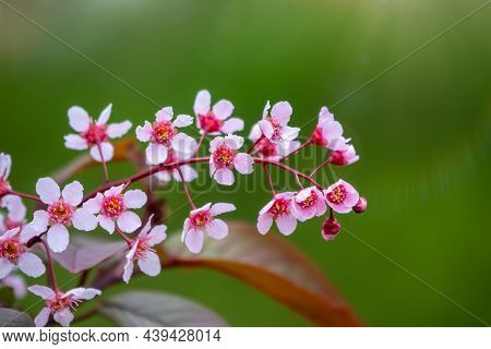 Pink Cherry Flowers. The Branches Of A Blossoming Tree. Cherry Tree With Pink Flowers On Green Blurr