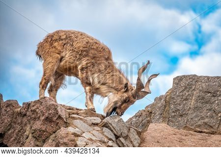 Markhor, Capra Falconeri, Wild Goat Native To Central Asia, Karakoram And The Himalayas Standing On