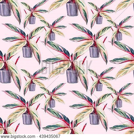 Seamless Pattern Watercolor Plant Stromanthe Ficus With Green And Pink Leaves In Black Pot On Pink B