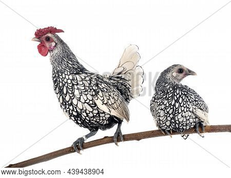 Sebright Chicken In Front Of White Background