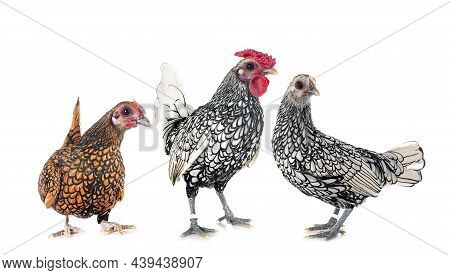 Sebright Chicken In Front Of White Background