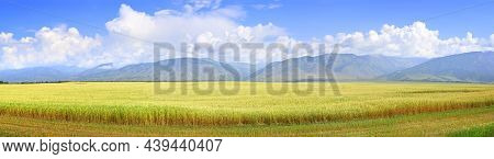 Panorama Of A Ripe Rural Field Against The Background Of Green Mountains Under A Blue Cloudy Sky. Si
