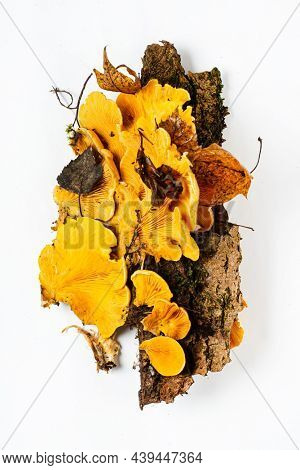 Phyllotopsis nidulans on the white background