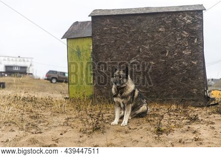 Kuzomen, Terskiy District, Murmansk Region, Russia - A Village Covered With Sand. The Dog Sits Near 