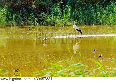 View Of A White Stork (ciconia Ciconia) And Other Birds In The Yeruham Lake Park, The Negev Desert, 