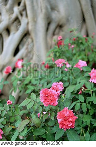 Shrub Of Rosa Damascena Or Kazanlak Rose With Blurry Big Tree In The Backdrop